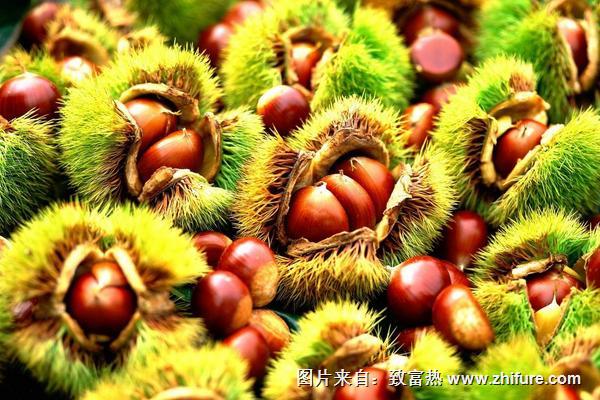 板栗什么時候種植