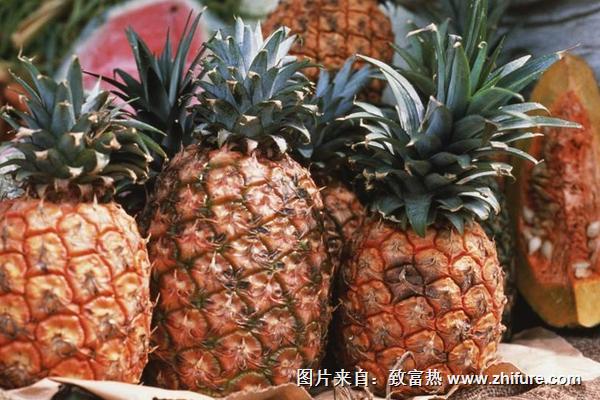 菠蘿產地是在哪里