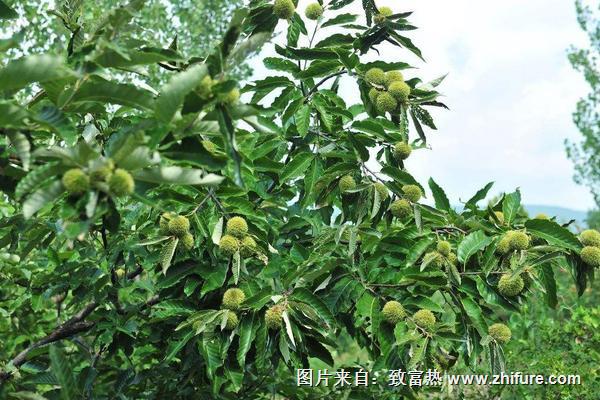 板栗種植技術(shù)