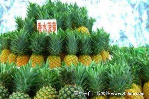 香水菠蘿圖片大全