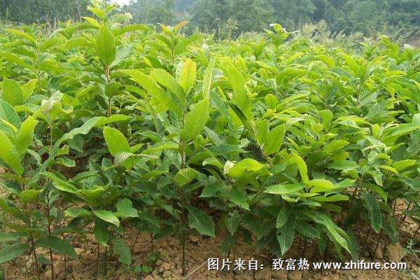 板栗種植技術(shù)