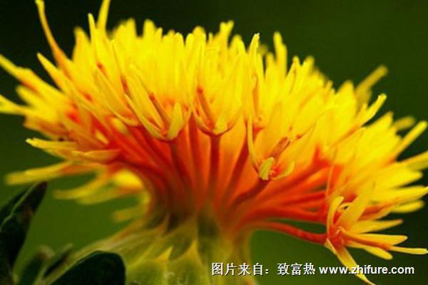 菠蘿菊的花語是什么