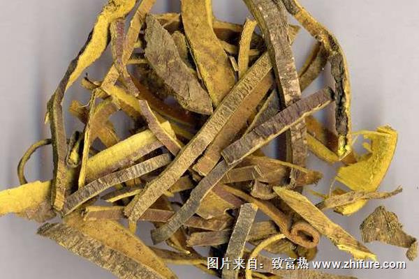 黃菠蘿樹皮的藥用價值