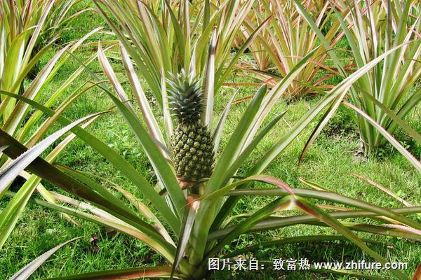 地菠蘿種植技術(shù)