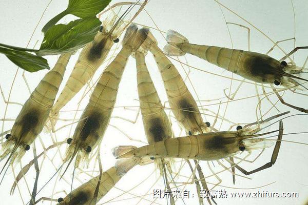 大頭蝦養殖技術