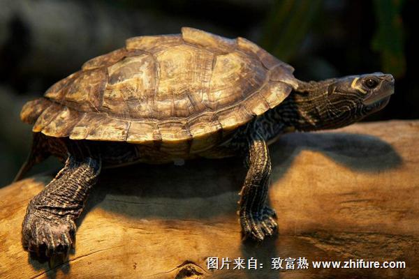 烏龜怎么養才能生蛋