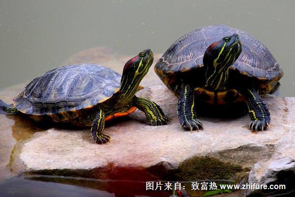 烏龜都吃些什么東西