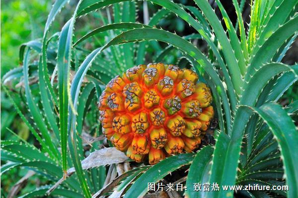 野菠蘿圖片大全