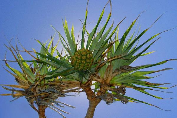 野菠蘿圖片大全