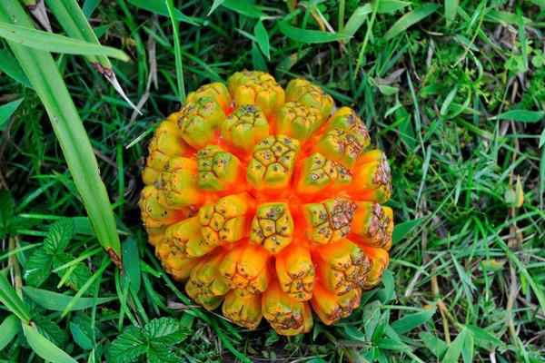 野菠蘿圖片大全