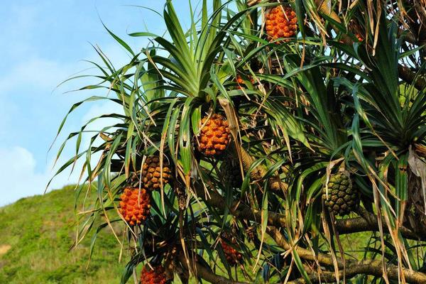 野菠蘿圖片大全