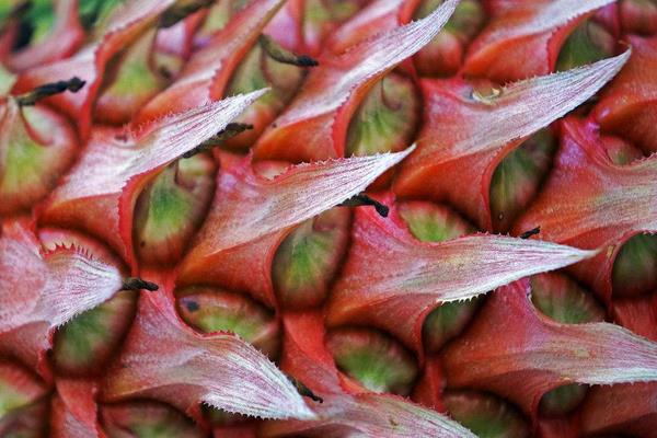 野菠蘿圖片大全