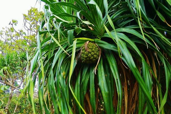 野菠蘿圖片大全