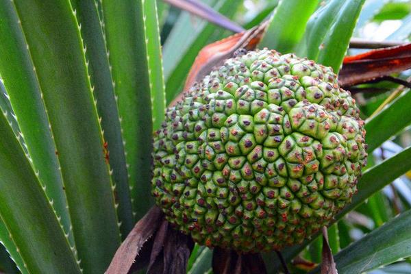 野菠蘿圖片大全