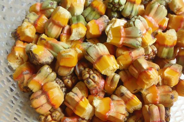 野菠蘿圖片大全