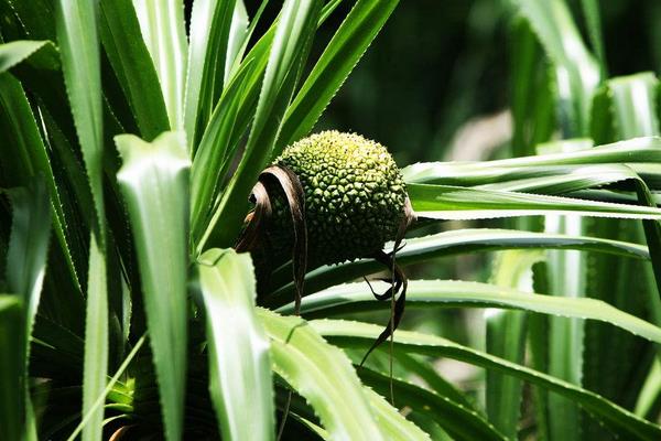 野菠蘿圖片大全