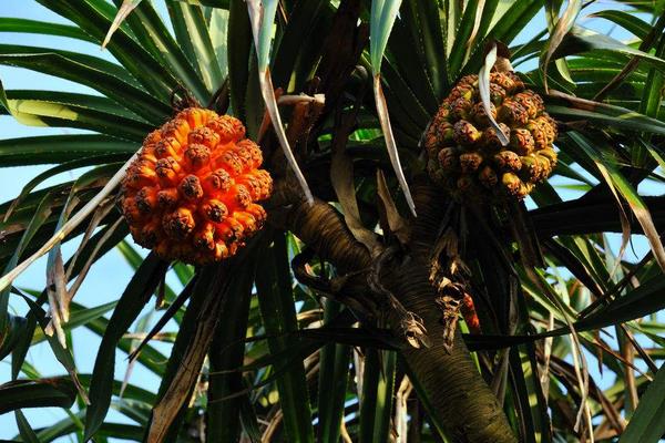 野菠蘿圖片大全