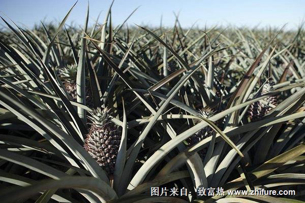 菠蘿是怎么長出來的