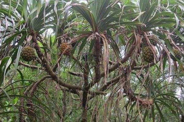 野菠蘿圖片大全