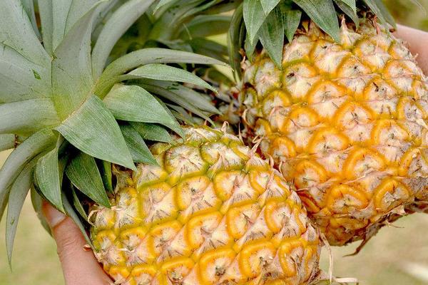 菠蘿吃多了會怎么樣