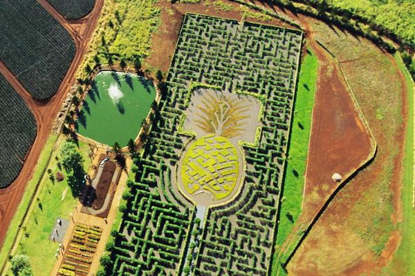 都樂菠蘿用鹽水泡嗎