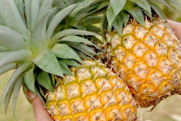 菠蘿功效與作用及禁忌