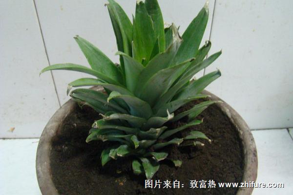 菠蘿盆栽種植技術(shù)