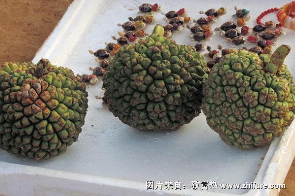 海菠蘿怎么吃
