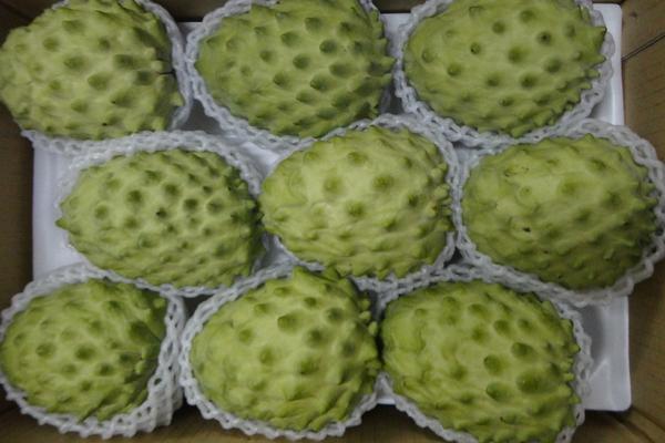 菠蘿釋迦是什么