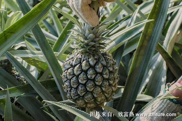 神灣菠蘿價(jià)格多少錢一斤