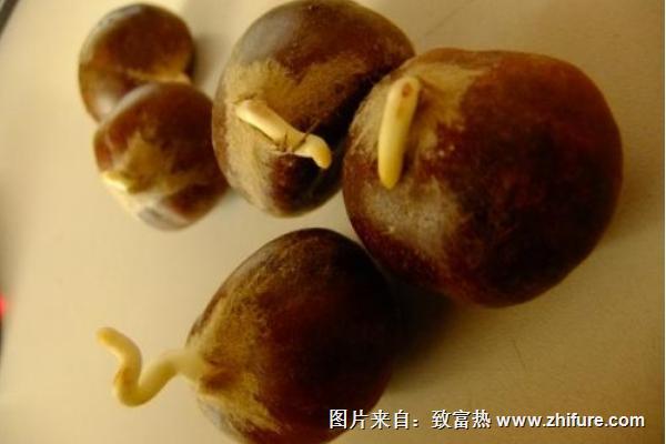 板栗發芽了還能吃嗎