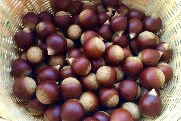 板栗為什么容易生蟲