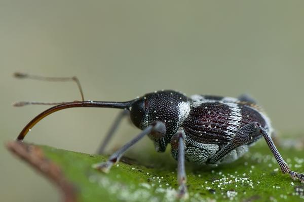 板栗為什么容易生蟲