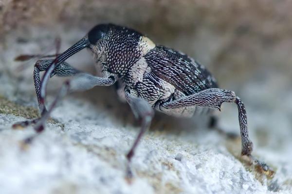 板栗為什么容易生蟲