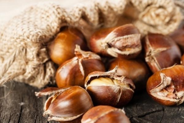 板栗為什么容易生蟲