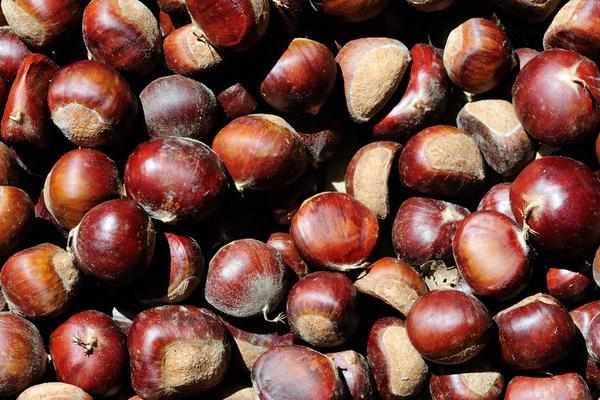 板栗為什么容易生蟲