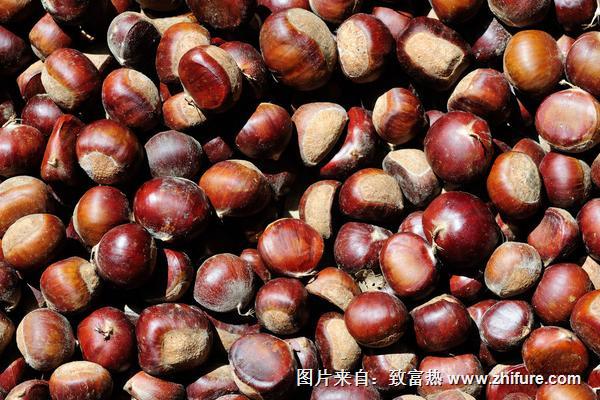 怎么防止板栗生蟲