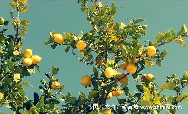 檸檬怎樣種植
