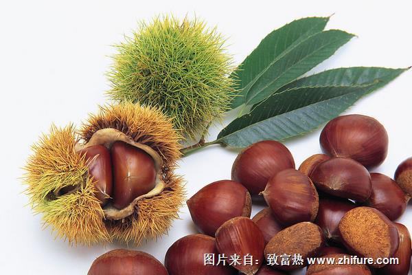 板栗品種有哪些