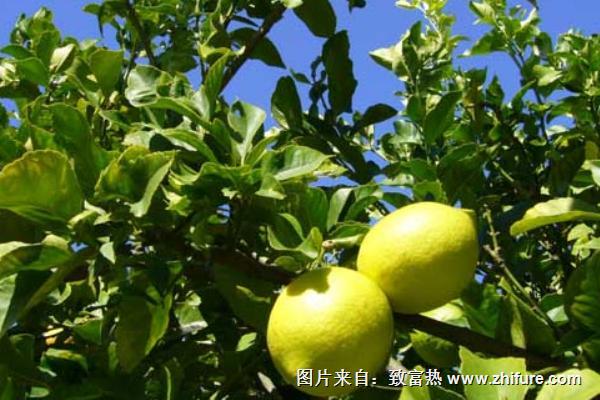 檸檬種植技術
