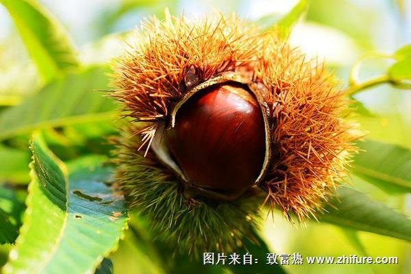 板栗和牛奶可以一起吃嗎