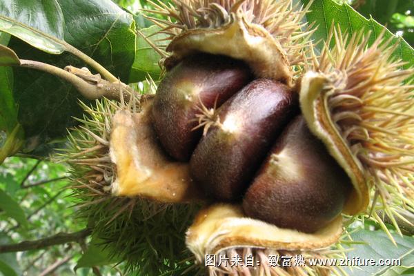 板栗屬于堅果嗎