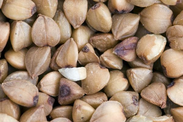 板栗屬于堅果嗎