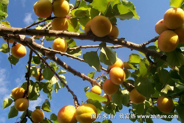 杏樹苗價格多少錢一棵