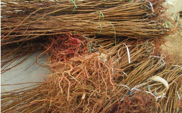 杏樹苗價格多少錢一棵