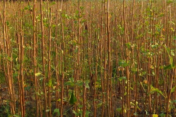 杏樹苗價格多少錢一棵