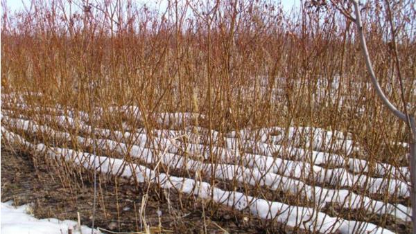 杏樹苗價格多少錢一棵