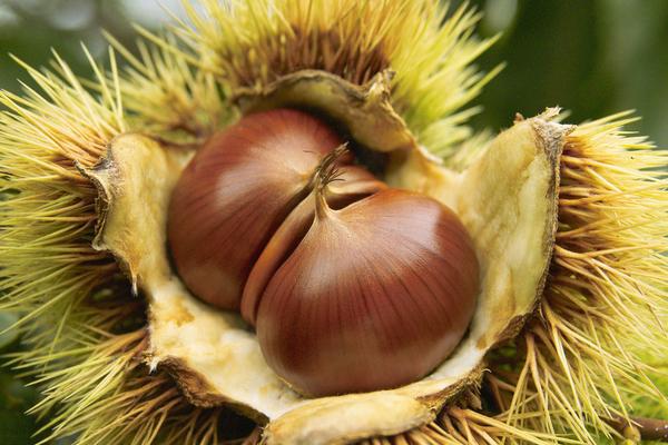 板栗煮什么湯好喝