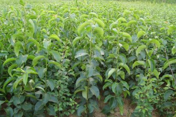 杏樹苗價格多少錢一棵