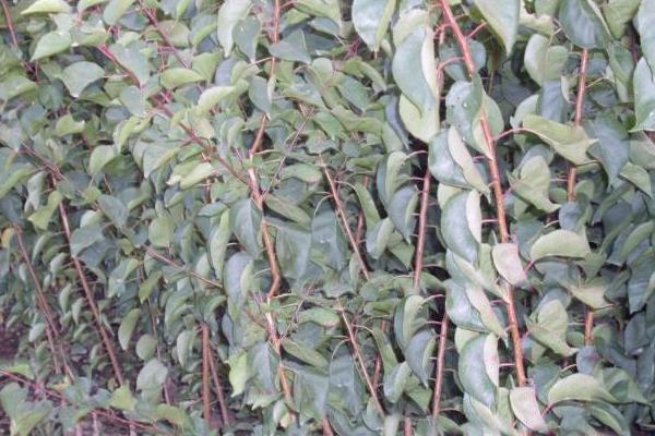 杏樹苗價格多少錢一棵